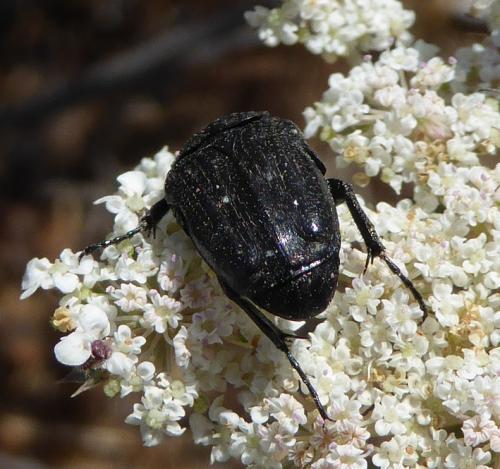 Réf. 198 892 : Oxythyrea funesta